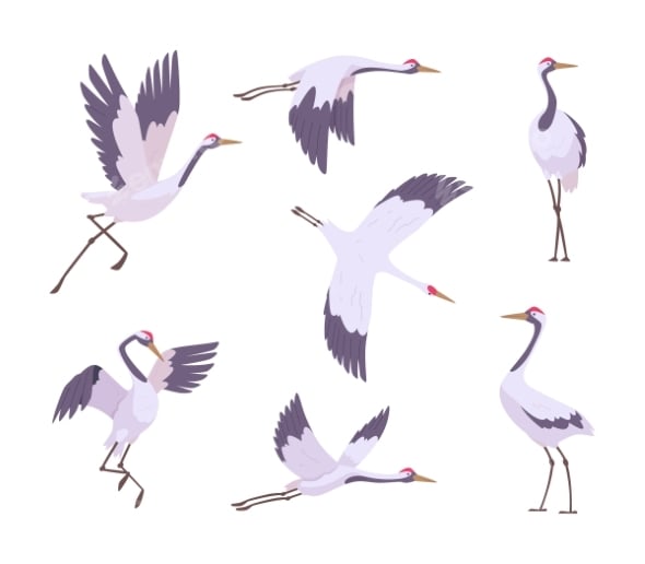 Crane Birds