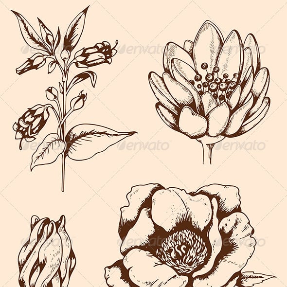 Vintage Hand Drawn Flowers
